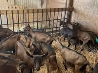 Эчки, Альпийская эчки — сүрөт 1
