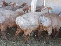 Carnero, Arashan sheep — foto 3