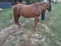 Mare, Horses — photo 6
