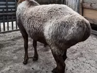 Widder, Arashan sheep — Foto 3