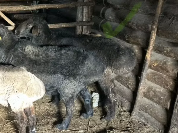 公羊, Sheep