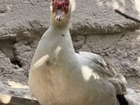 Hausente — Foto 1