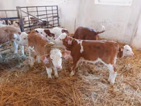 Bulle, Simmental cattle — Foto 1