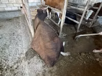 ثور, Latvian Blue cattle — الصورة 4