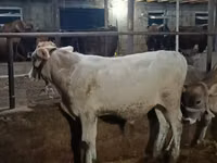 公牛, Swiss cattle — 照片 3