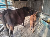 गाय, मवेशी — फ़ोटो 3