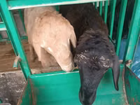 Ovejas (lote, sexo no especificado), Ovejas — foto 4