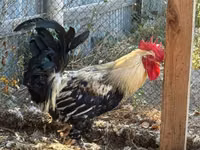 Brahma — Foto 1
