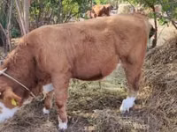 Toro, Raza gris húngara — foto 1