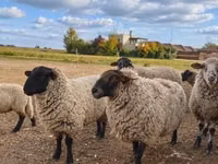 Widder, Suffolk sheep — Foto 1