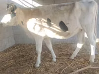 गाय, गोलस्टीन नस्ल — फ़ोटो 2