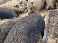 Eber, Schweine — Foto 4