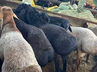 Ovejas (lote, sexo no especificado), Ovejas — foto 5