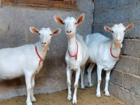 Ziege, Saanen goat — Foto 2