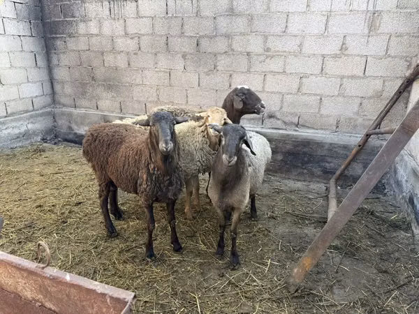 Oveja, Ovejas — Kirguistán