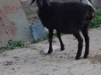 Schafe (Partie, Geschlecht nicht angegeben), Schafe — Foto 4