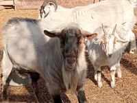 تيس, Saanen goat — الصورة 2
