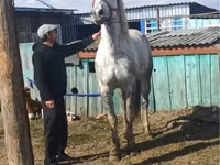 Hengst, Orlov Trotter — Foto 2