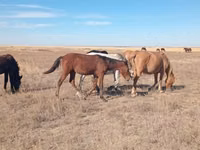 公马, Horses — 照片 1
