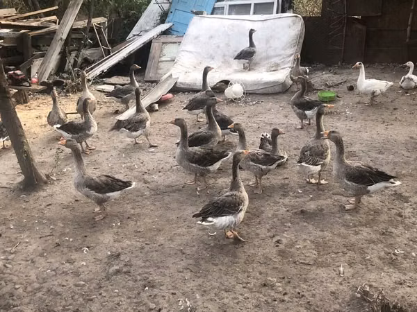 Geese — Kirgisistan