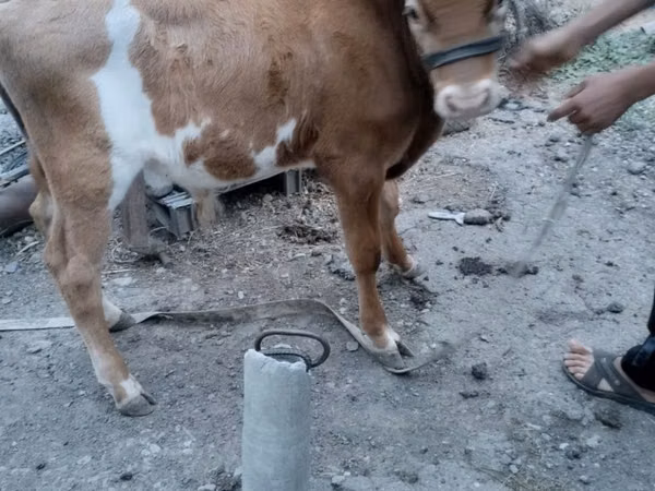 Букачар, Алатоонун тукуму