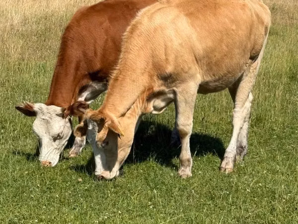 Kuh, Simmental cattle — Kasachstan