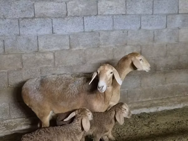 كبش, Arashan sheep — كازاخستان
