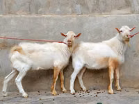 عنزة, Saanen goat — الصورة 2
