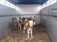 ثور, Simmental cattle — الصورة 3