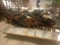 كبش, الأغنام — الصورة 3