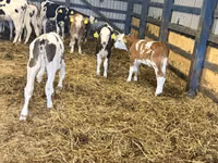 牛只（批次，未指定性别）, Simmental cattle — 照片 1