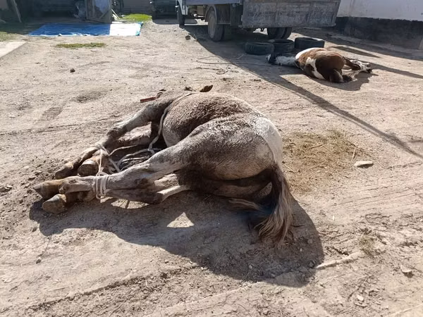 Семиз байламбастар союп чучугун жазап тойлорго Куран окутууга Ат