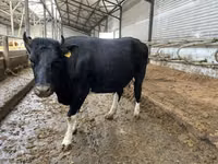 Kuh, Russian Black pied cattle — Foto 6