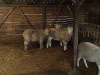 Widder, Ile-de-France sheep — Foto 2