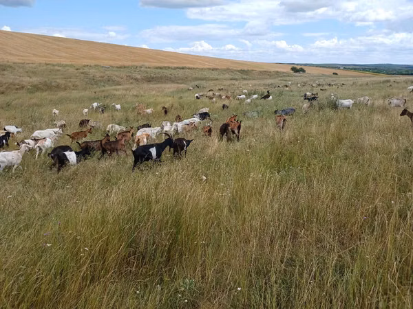母山羊, Goats