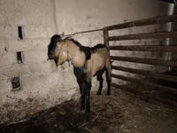 تيس, Beetal goats — الصورة 4