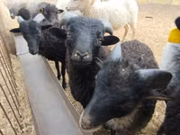 Carnero, Ouessant sheep — foto 1