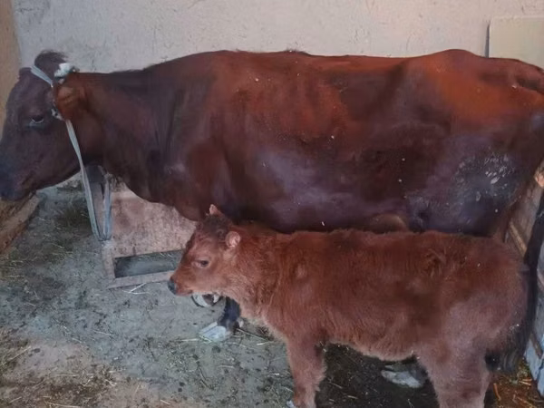 母牛, Cattle — 乌兹别克斯坦