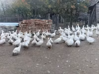 American Pekin — Foto 5