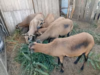 Oveja, Cameroon sheep — foto 1