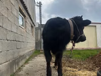 Bulle, Simmental cattle — Foto 8