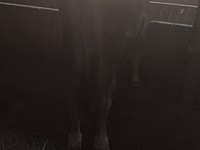 公牛, Cattle — 照片 2