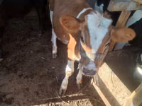 母牛, Swiss cattle — 照片 1