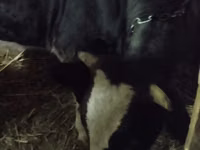 Kuh, Holstein-Rasse — Foto 2