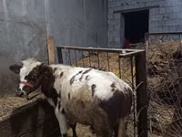 牛只（批次，未指定性别）, Cattle — 照片 4
