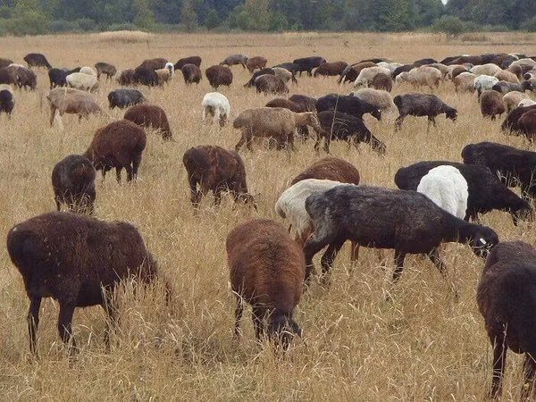 كبش, Hissar sheep — كازاخستان