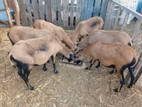 Schaf, Cameroon sheep — Foto 2