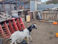 Ziege, Kamori goats — Foto 7