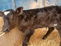 公牛, Holstein breed — 照片 3
