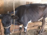 母牛, Russian Black pied cattle — 照片 1